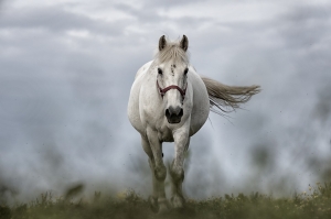 Предательство коня: в Закаменском районе всадник утонул, а конь выплыл 