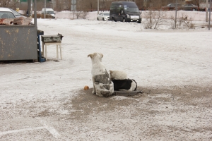 В Улан-Удэ усыпили 4,5 тысячи бездомных собак