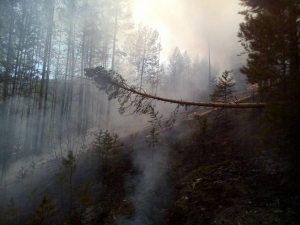 В Бурятии за сутки сгорело 30 гектаров леса