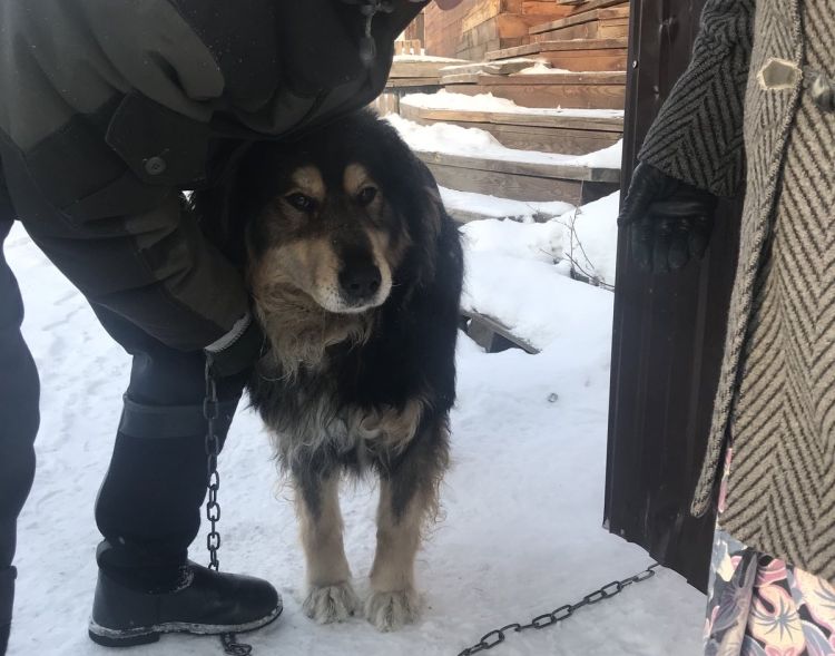 В Улан-Удэ убили алабая, покусавшего трудового мигранта из Узбекистана В Улан-Удэ убили алабая, покусавшего трудового мигранта из Узбекистана
