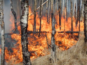В Бурятии пытаются потушить торфяные пожары недалеко от Байкала