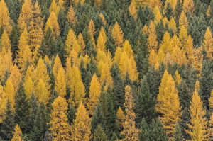 Лесной доход Бурятии вырос в два раза за пять лет