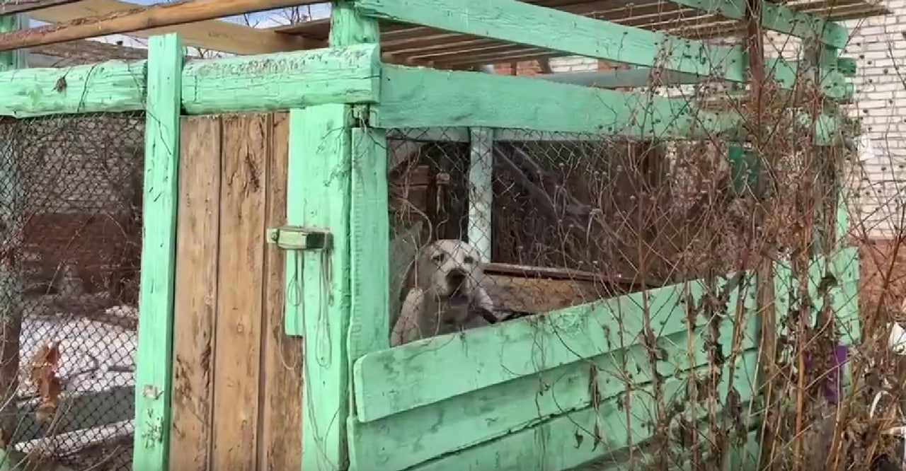 В Бурятии алабай искусал ребенка на детской площадке