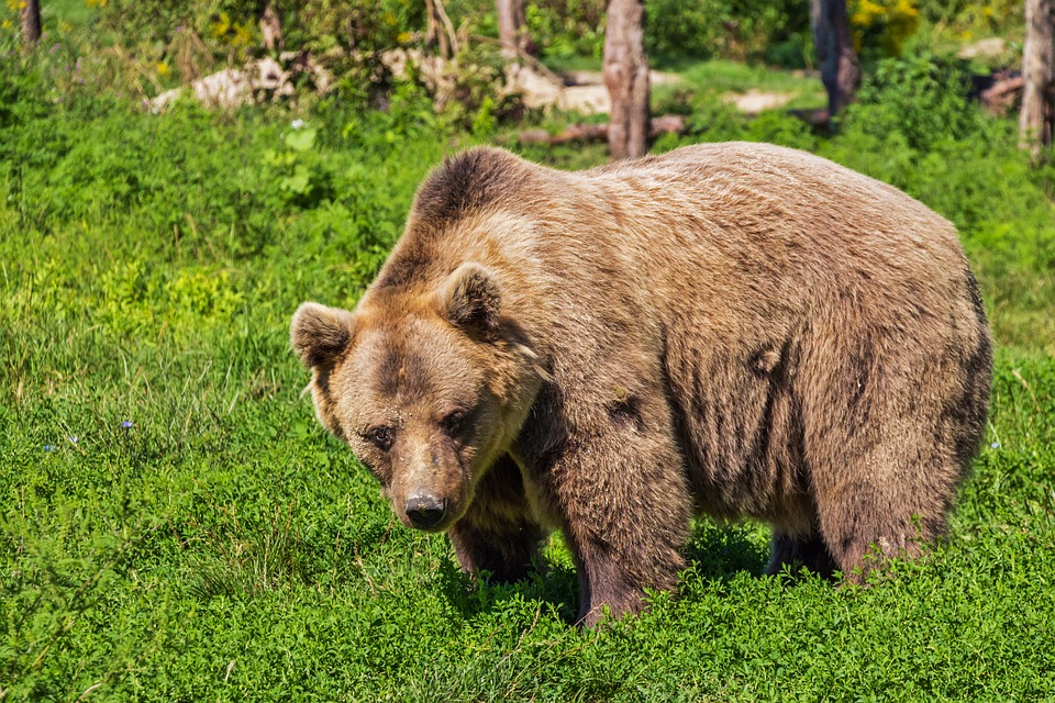 Жителя Бурятии на Камчатке задрал медведь