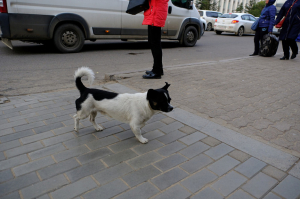 В Бурятии более тысячи жителей оштрафовали за самовыгул собак и отсутствие у них регистрации 