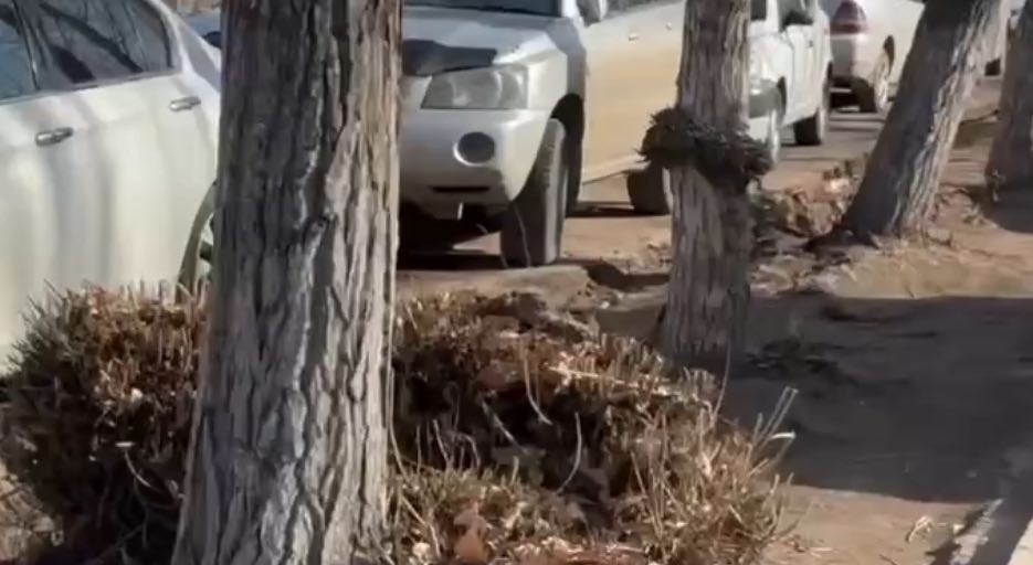 В центре Улан-Удэ высадят груши и рябины В центре Улан-Удэ высадят груши и рябины