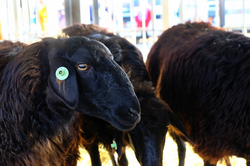 В Бурятии две тысячи овец бесследно исчезли вместе с пастухами