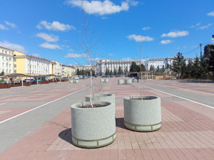 На площади Советов в Улан-Удэ появится березовая роща