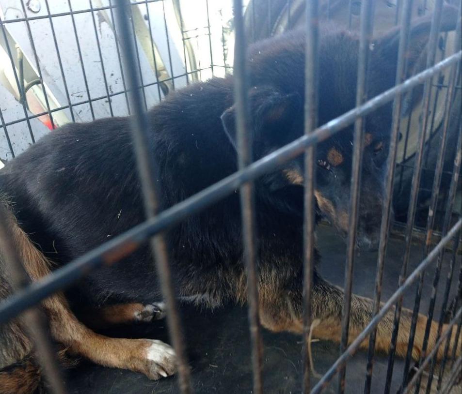 В Улан-Удэ в микрорайоне за сутки отловили 10 собак
