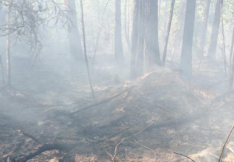 В районе Бурятии из-за грозы загорелся лес