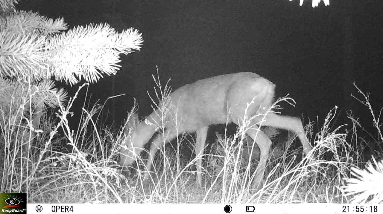 В лесах Бурятии фотоловушки ловят косуль и мусорящих жителей В лесах Бурятии фотоловушки ловят косуль и мусорящих жителей
