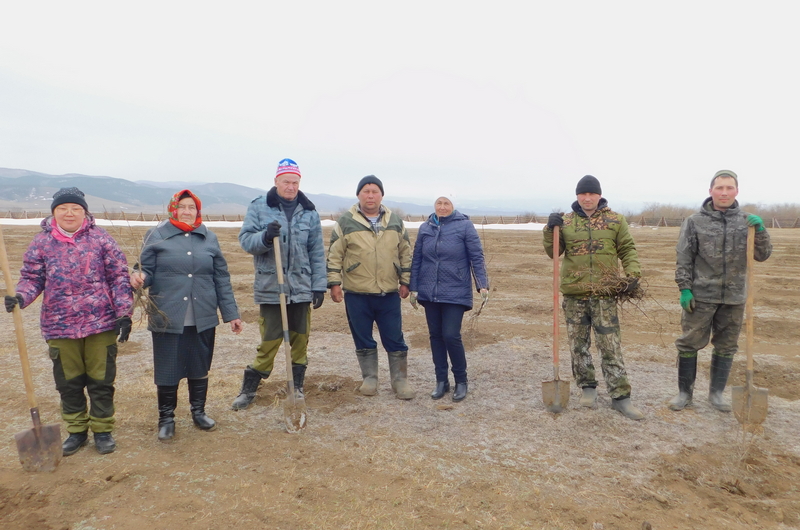 В Бурятии в селе Душелан заложили облепиховый сад В Бурятии в селе Душелан заложили облепиховый сад