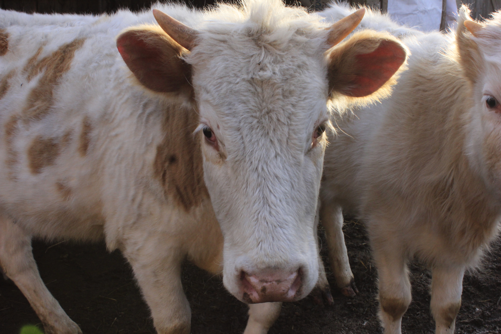 В районе Бурятии откроют молочную ферму