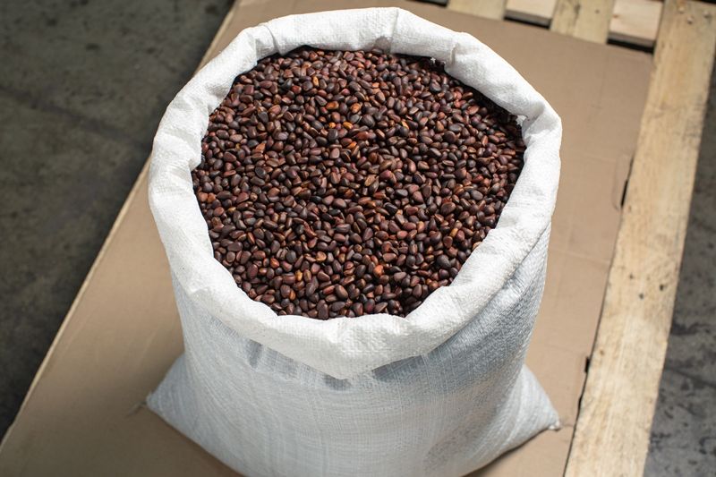 Бурятия наращивает экспорт кедрового ореха в КНР