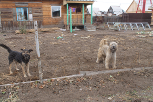 В Улан-Удэ ветеринары проведут бесплатную вакцинацию собак от бешенства 