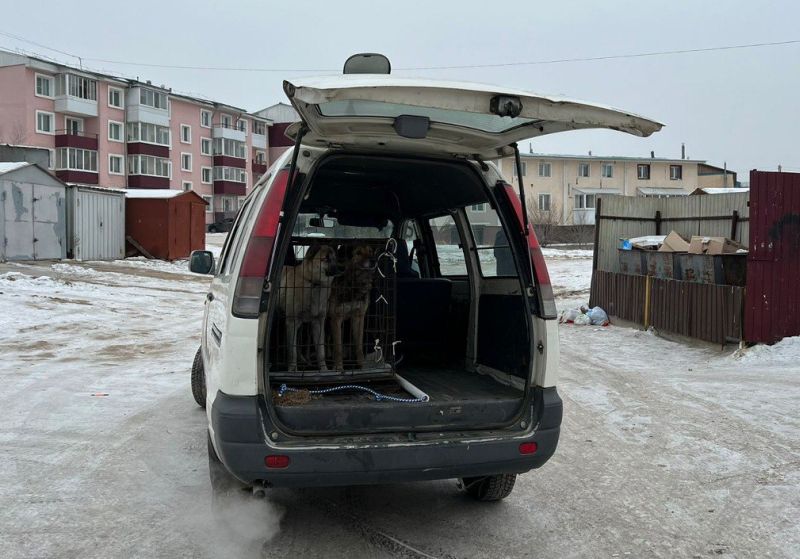 В мэрии Улан-Удэ сообщили о поимке трех собак из стаи, которая напала на женщину