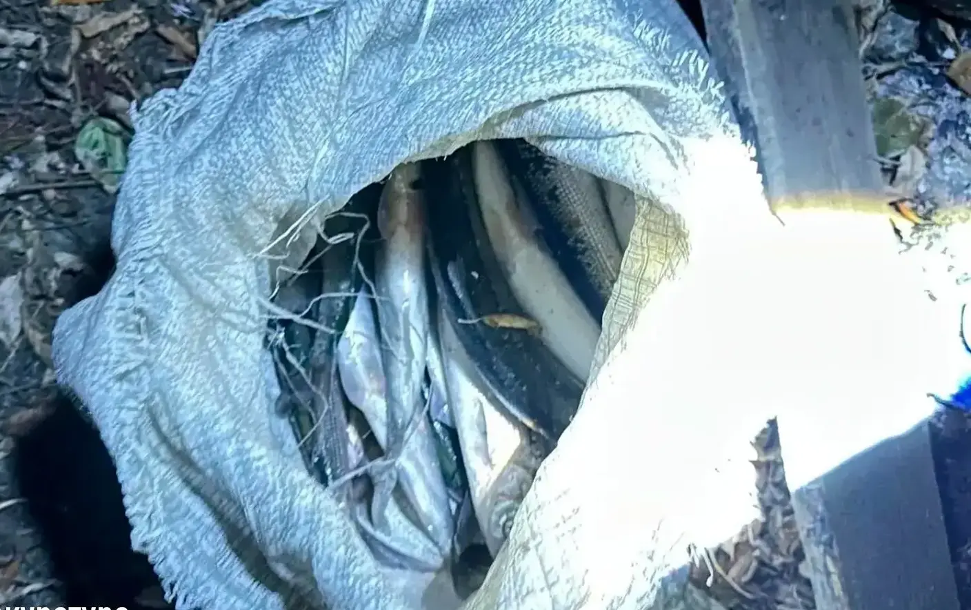 ������ � ������� ������� �� ����� ����� � �������