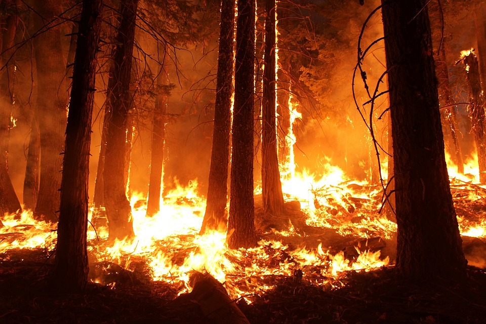 В Бурятии начали гореть леса