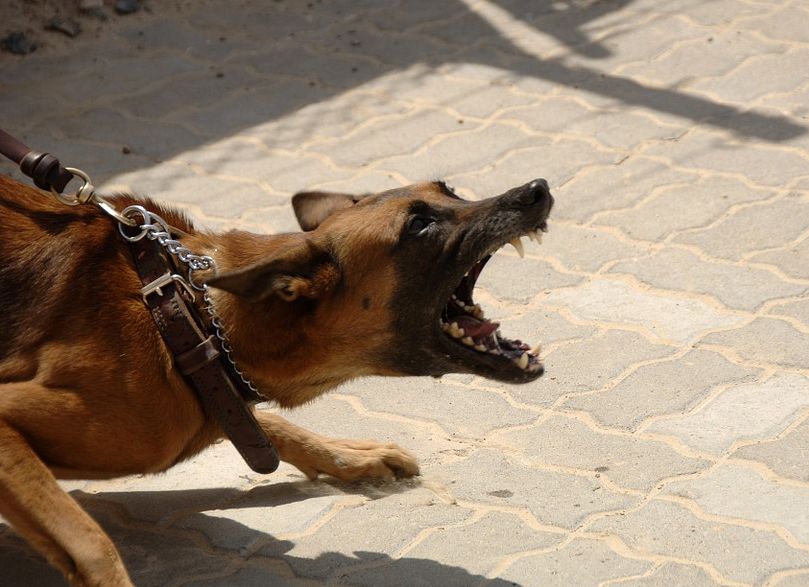 Агрессивный житель Бурятии натравливал сторожевого пса на стажерку ДПС