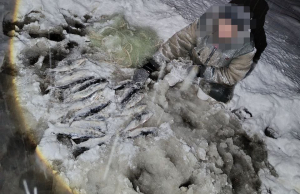 В Бурятии северяне незаконно выловили более 50 хвостов омуля