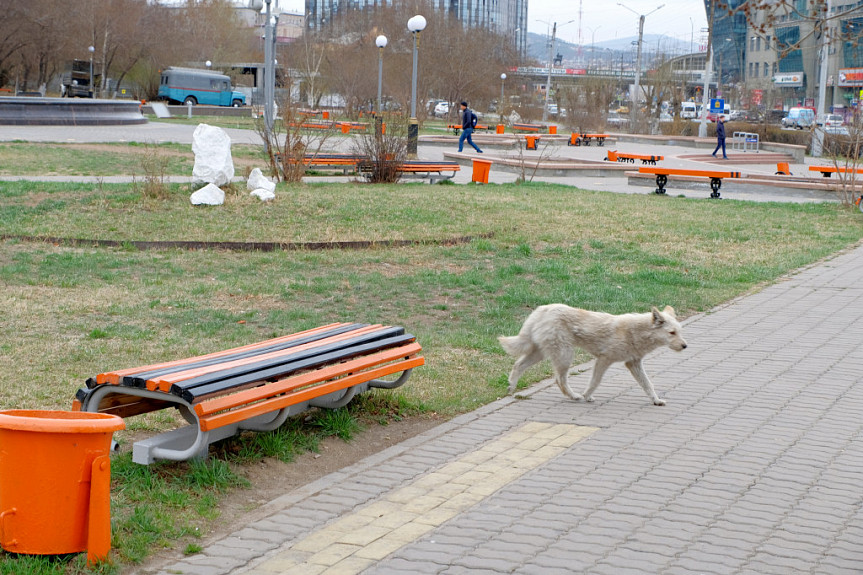 На каких улицах Улан-Удэ будут отлавливать бродячих собак в октябре