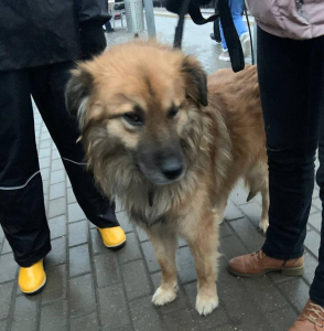 Жители Улан-Удэ продолжают разбирать собак из приюта 