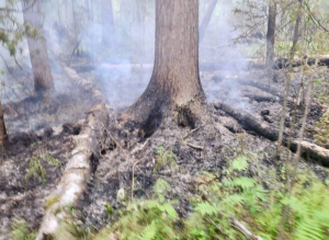 Семь новых лесных пожаров вспыхнули за сутки в Бурятии