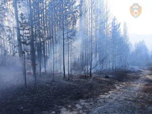 В Бурятии нашли виновника крупного лесного пожара