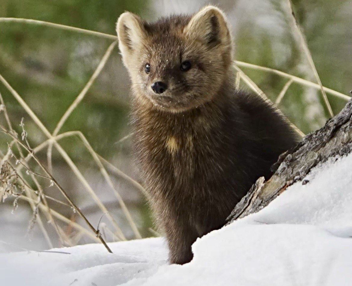 � ������� ������� ��������� ������� �� ������ �������