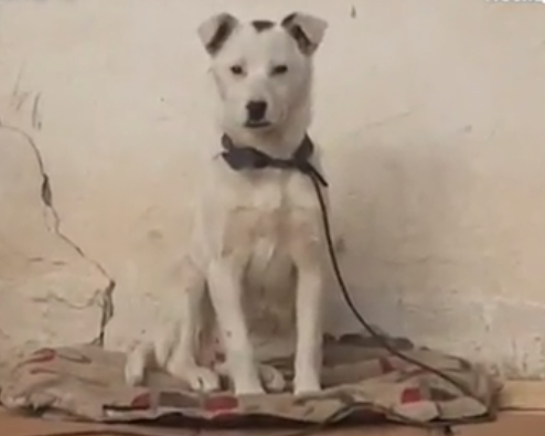В Улан-Удэ привезли щенка солдата, погибшего в Украине