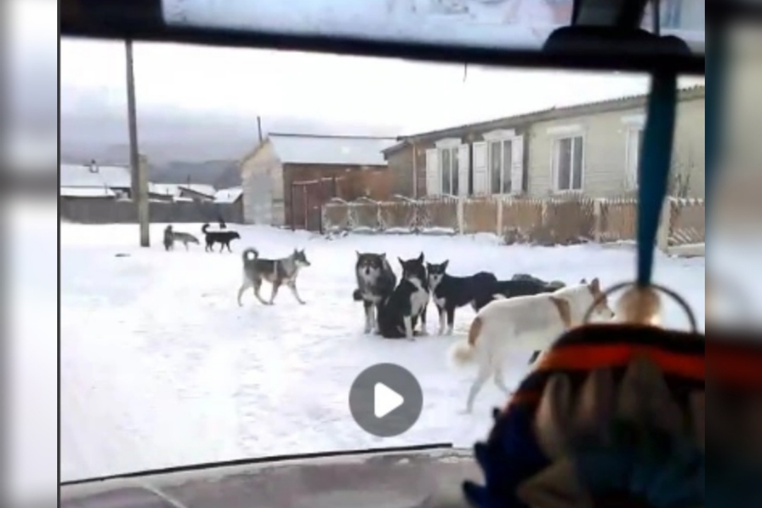 Жители района Бурятии вновь жалуются на стаи бродячих собак