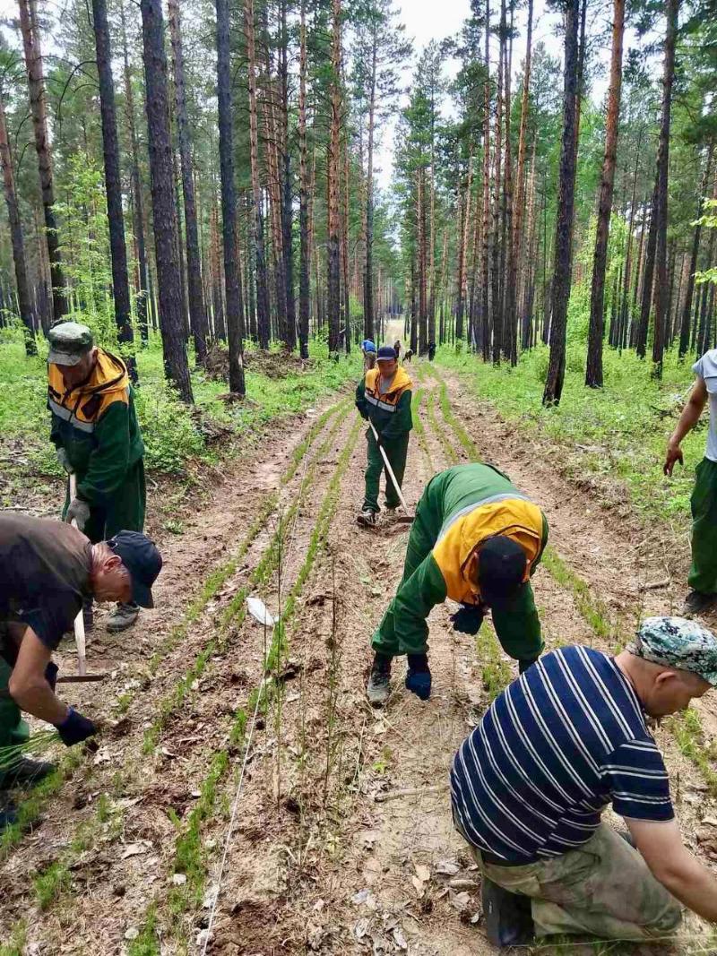 В 17 питомниках Бурятии выращивают сеянцы сосны В 17 питомниках Бурятии выращивают сеянцы сосны