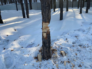 В Улан-Удэ неизвестные пытались срубить деревья прямо на тропе здоровья