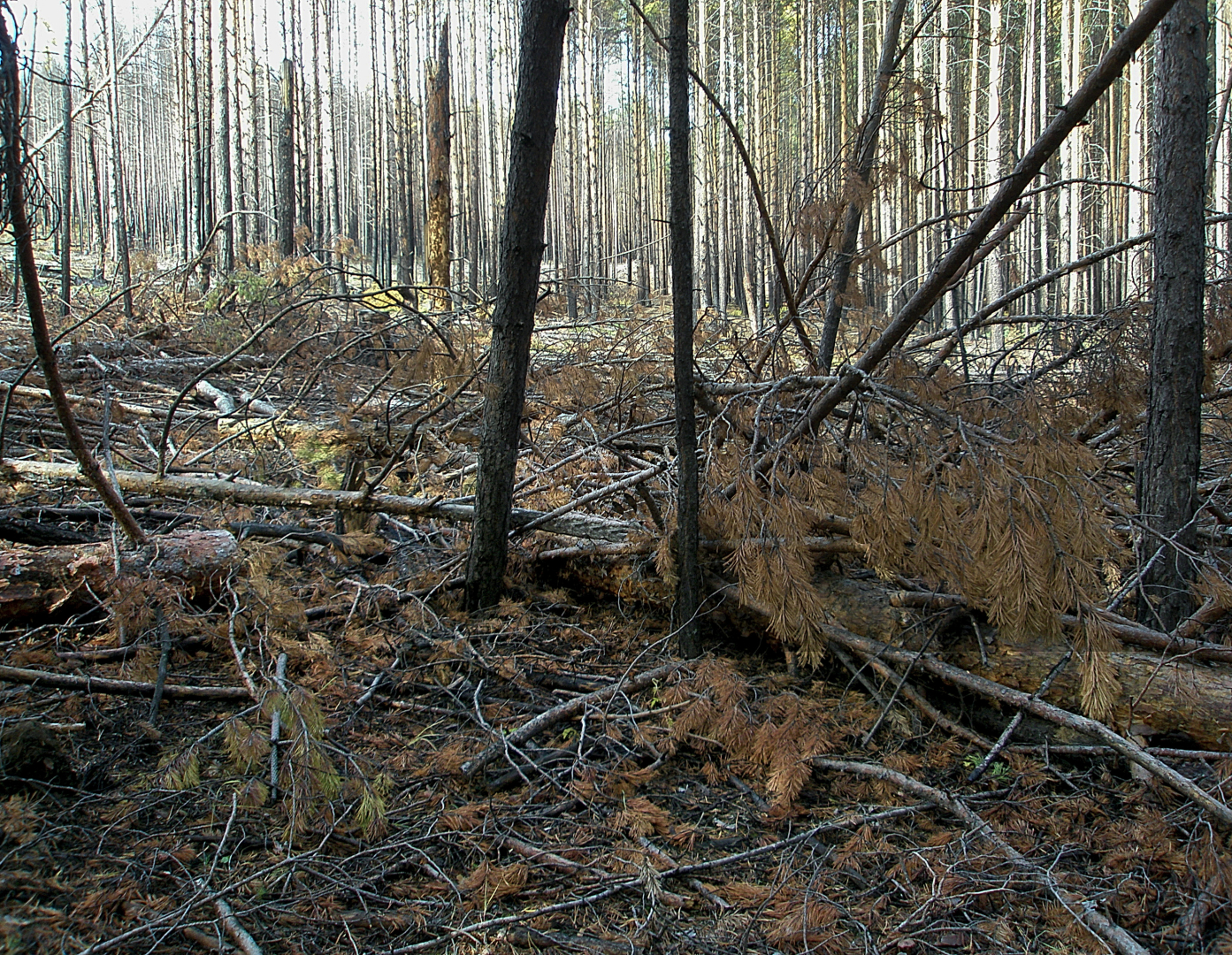 � ������� ������������� ��� ������ ������