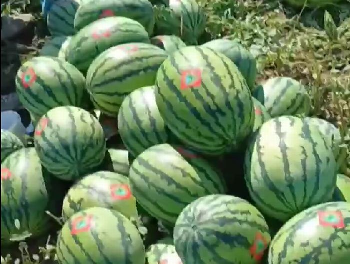 В Бурятии началась продажа оронгойских арбузов В Бурятии началась продажа оронгойских арбузов