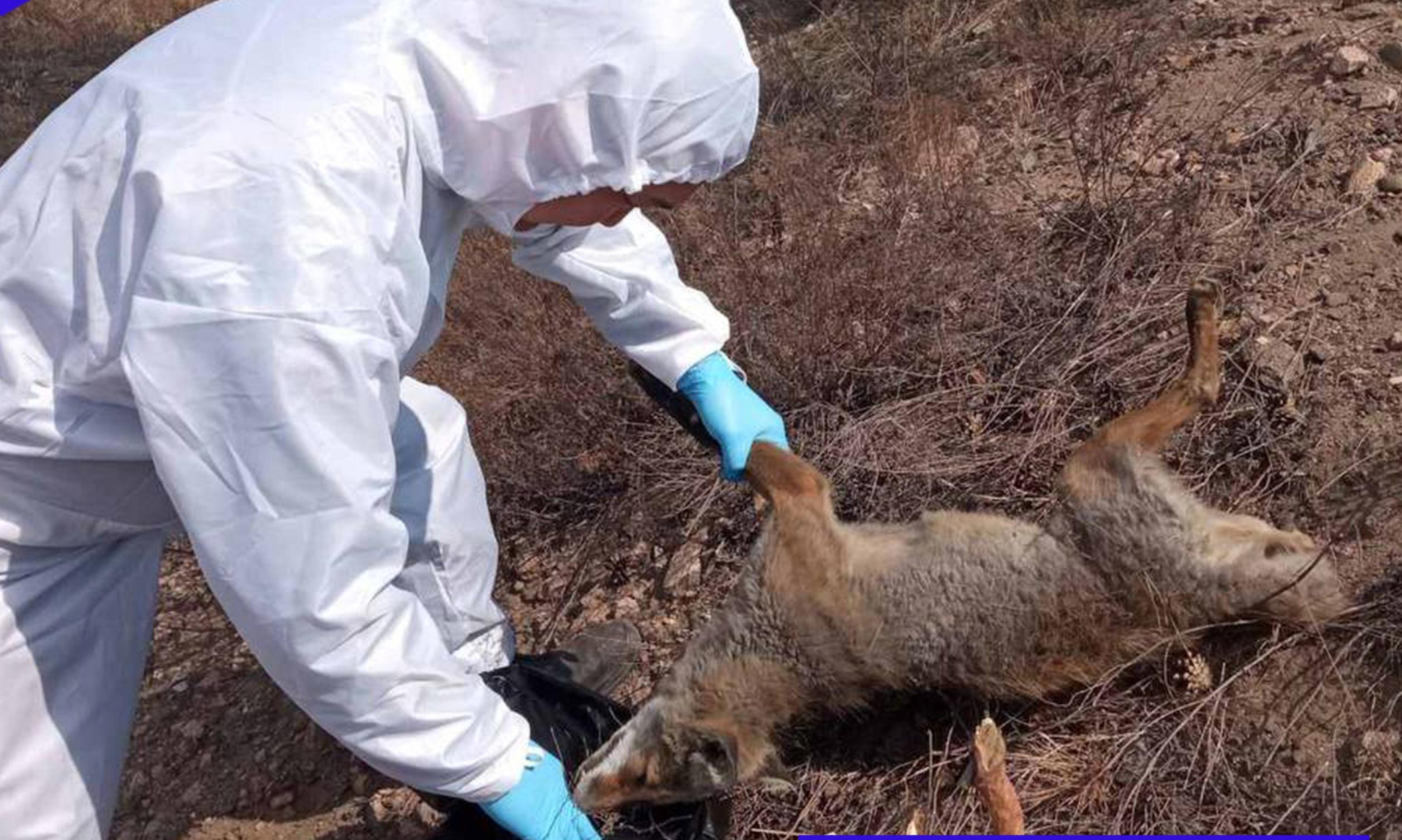 В Улан-Удэ рядом с кладбищем нашли мертвую лисицу