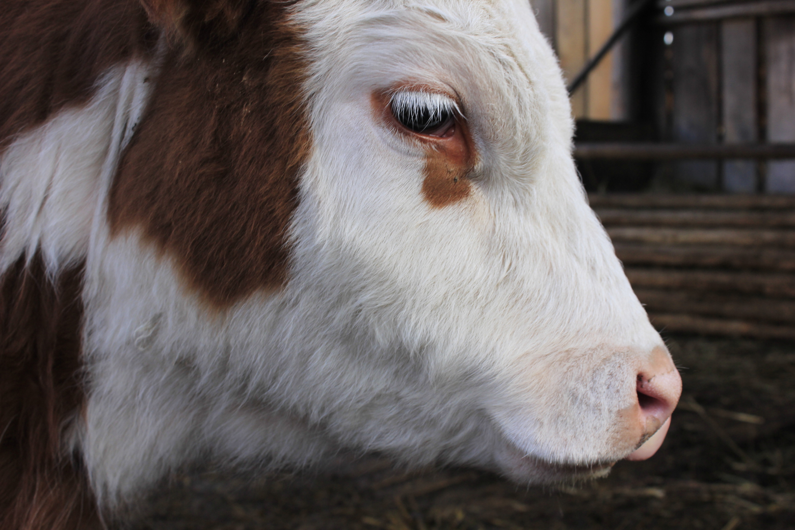 � ����-��� ������� �������