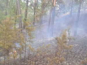 В Бурятии тушат 66 лесных пожаров