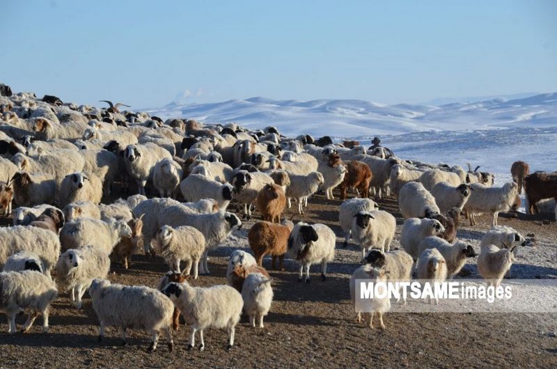 В Монголии поголовье скота выросло за год 6,4 процента 