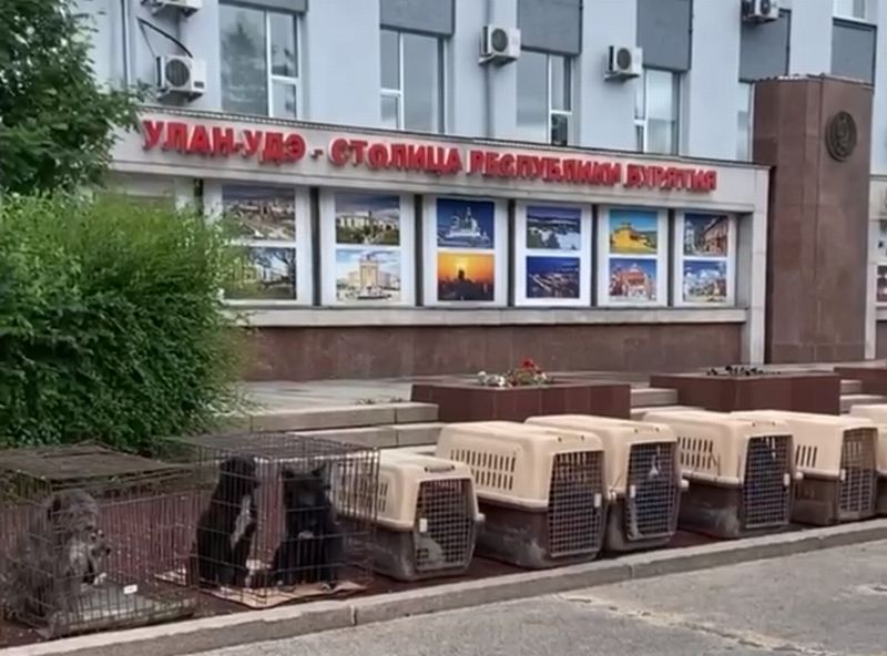 У мэрии Улан-Удэ выставили клетки с собаками У мэрии Улан-Удэ выставили клетки с собаками