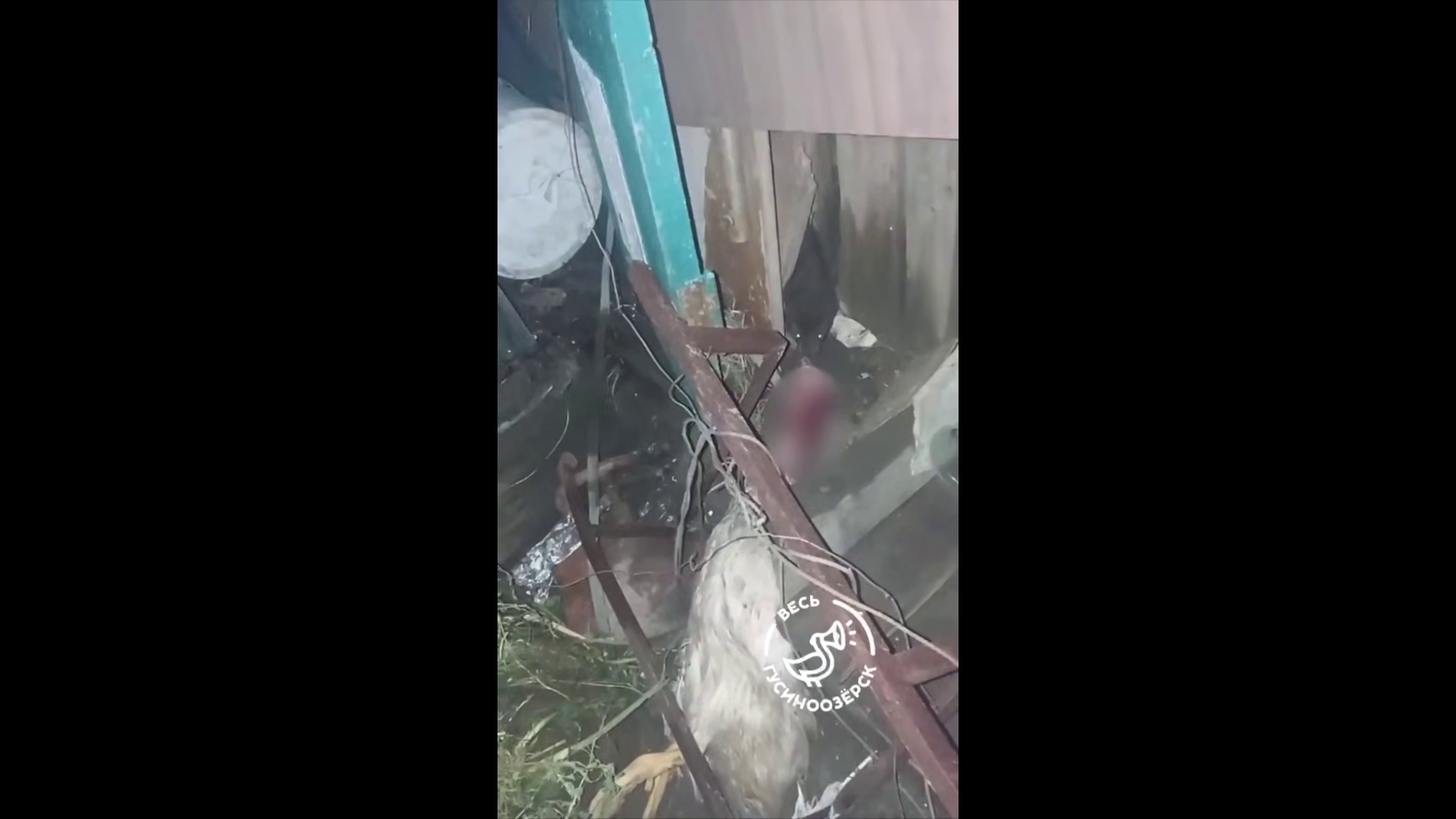� ������� ����� ���������� �������� ����