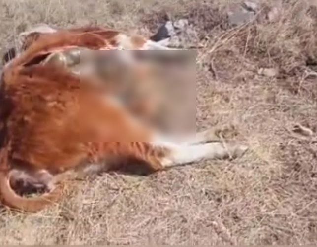 Управление ветеринарии Бурятии выясняет причины странной гибели скота