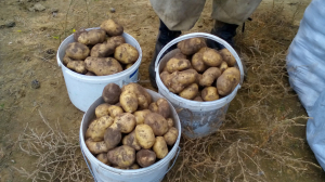 В Бурятии собираются выращивать картофель в пробирках 