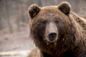 В Бурятии медведи могут начать пожирать друг друга