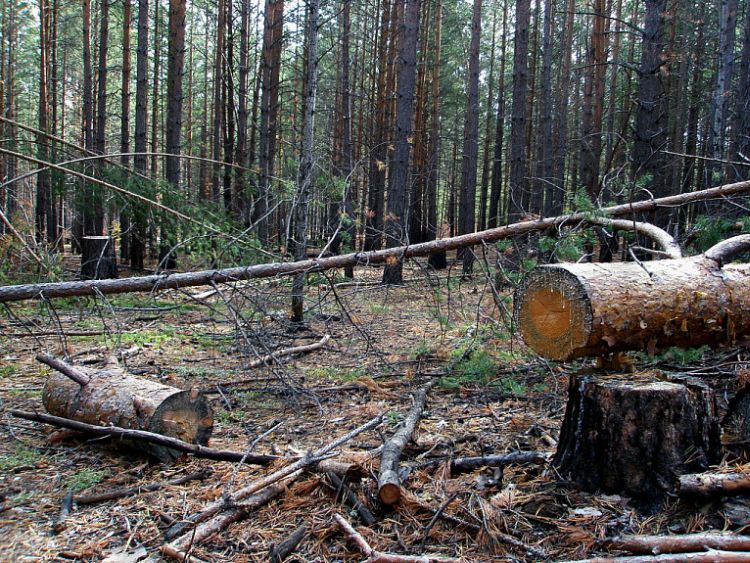 В Бурятии лесника осудили за служебный подлог В Бурятии лесника осудили за служебный подлог