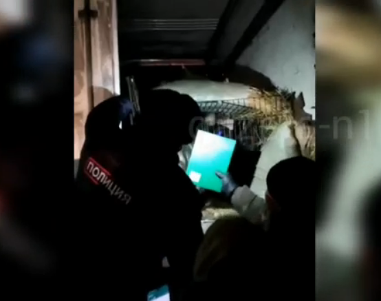Собакам из Якутии, привезенным в Бурятию, до сих пор не нашли новых хозяев Собакам из Якутии, привезенным в Бурятию, до сих пор не нашли новых хозяев