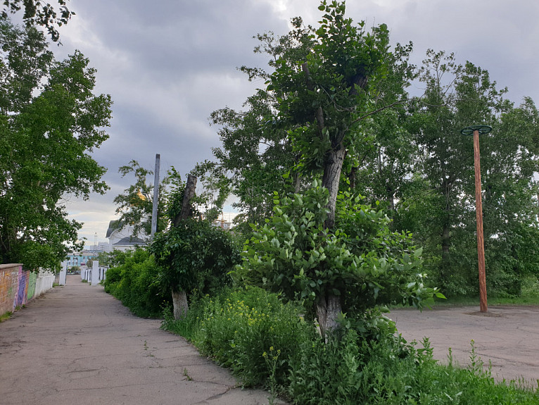 В Улан-Удэ городские парки обработают от клещей В Улан-Удэ городские парки обработают от клещей