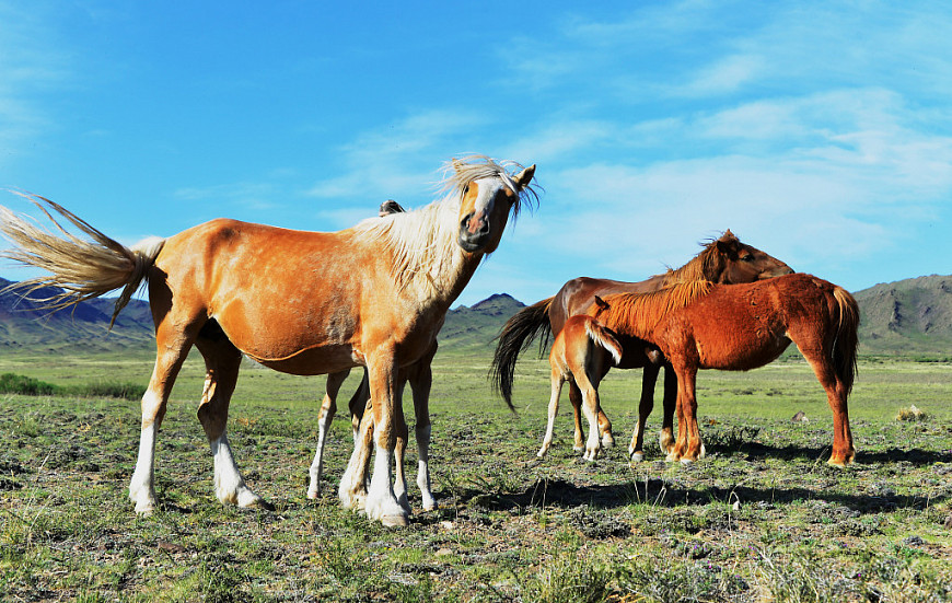 В Бурятии у лошадей обнаружили «лептоспироз»