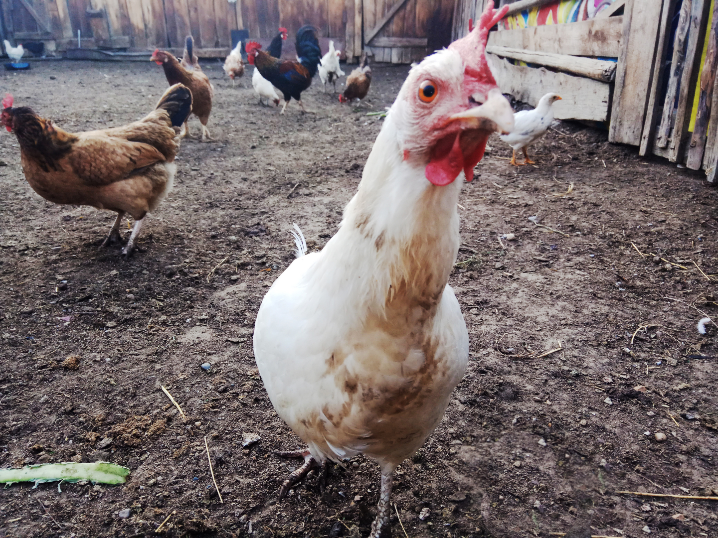 В районе Бурятии в пожаре погибли 20 куриц