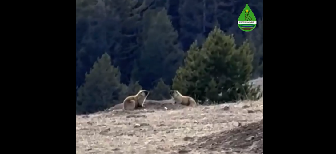 � ������� ���������� ������ ����